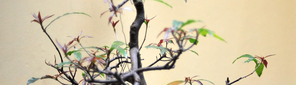 Real Estate Furnished Rentals